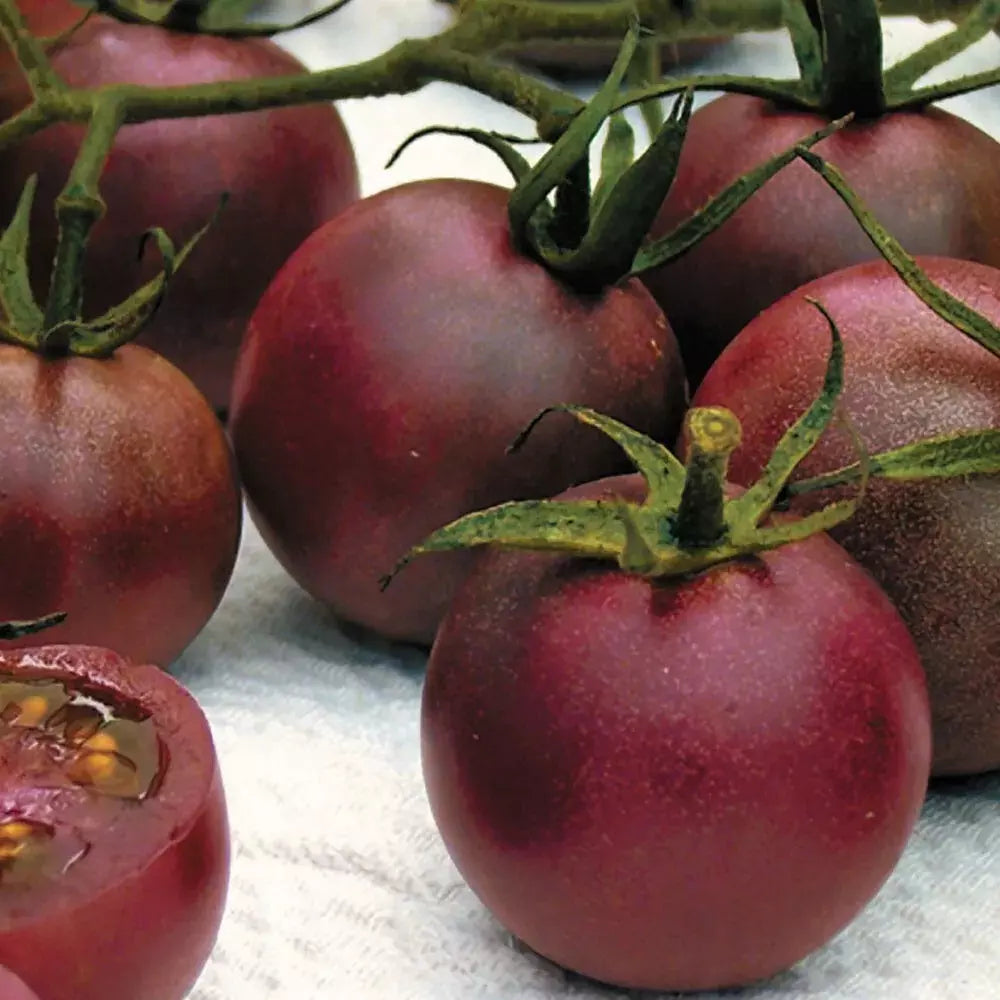 Chocolate Cherry Tomato Seeds - Heirloom Organic Super Sweet, Solanum lycopersicum, 30+ Seeds for Home Gardening