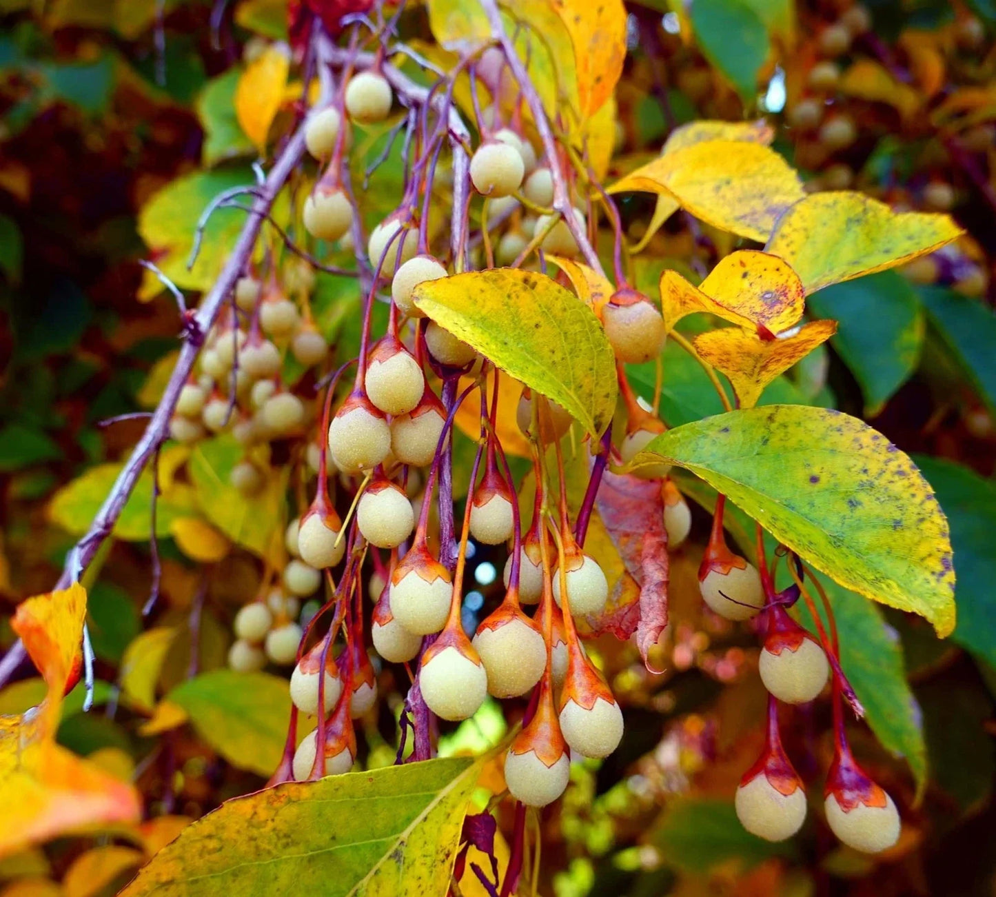 Japanese Snowbell Tree Seeds - 20 Pack | Styrax japonicus Ornamental Seeds