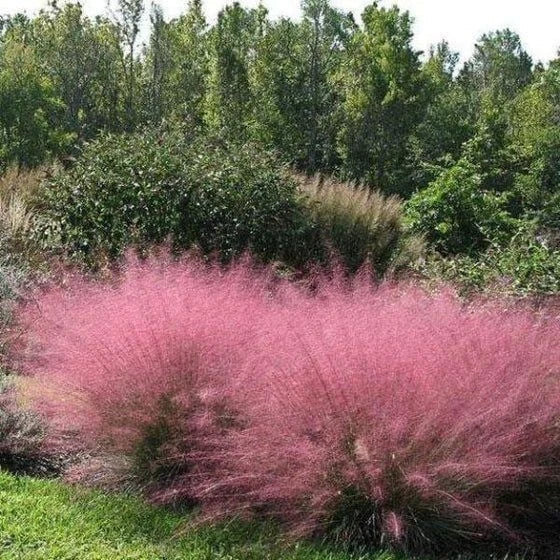 Pink Muhly Grass 4" Pot - Rose Muhly (Muhlenbergia capillaris) Ornamental Grass with Pinkish-Red Blooms