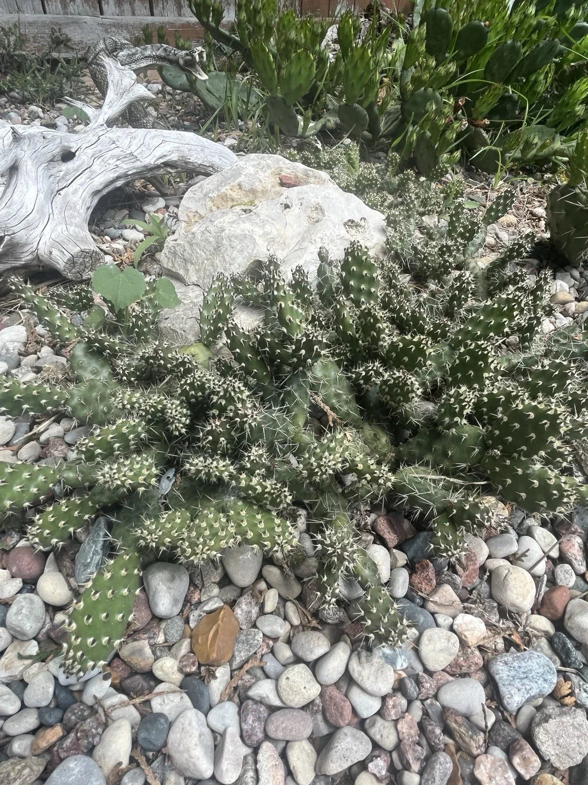 Cold Hardy Cactus Cuttings - Spiny Cats Paw Opuntia Fragilis - Unrooted Succulent for Garden & Landscape