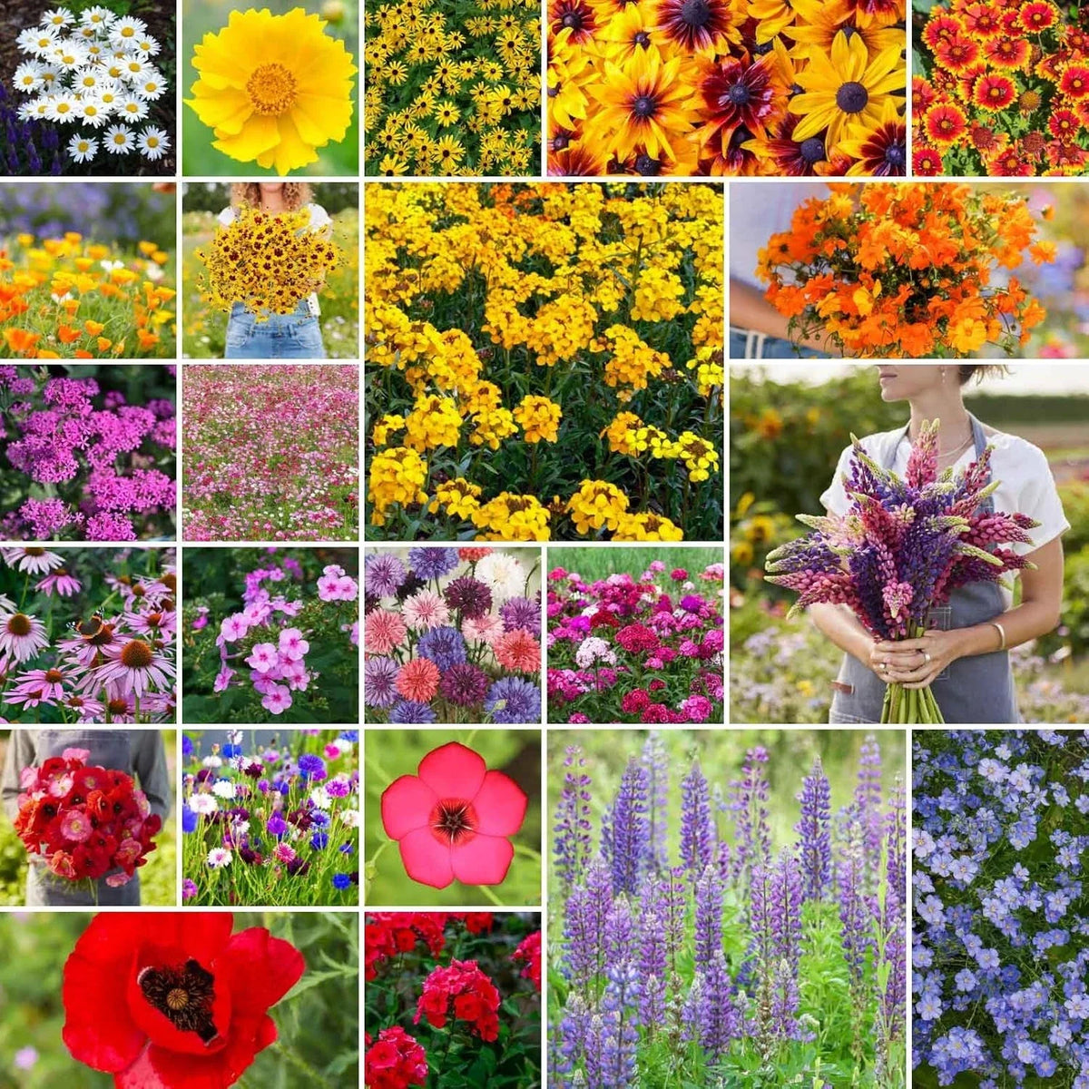 Northeast Wildflower Seeds Mix 1/4 lb Native Pollinator-Friendly Eco-Friendly Planting Non-GMO