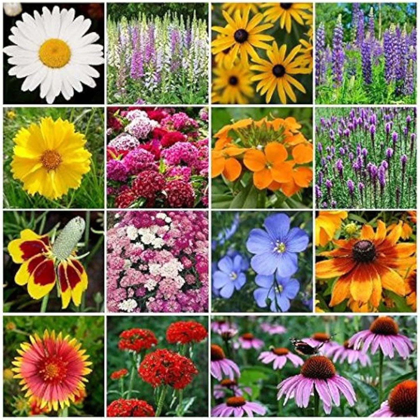 Perennial Wildflower Seed Mix 1 LB – Native Blooming Plant Blend for Gardens, Meadows & Borders