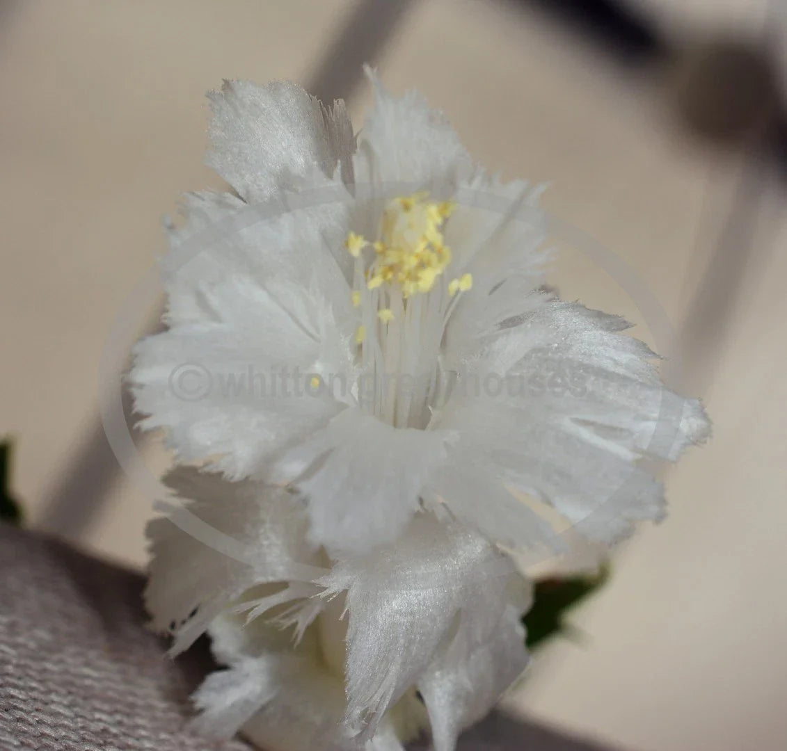 Thanksgiving/Christmas Cactus Cuttings 2-Pack White Flamenco Schlumbergera Fringed Flowers Indoor Plant