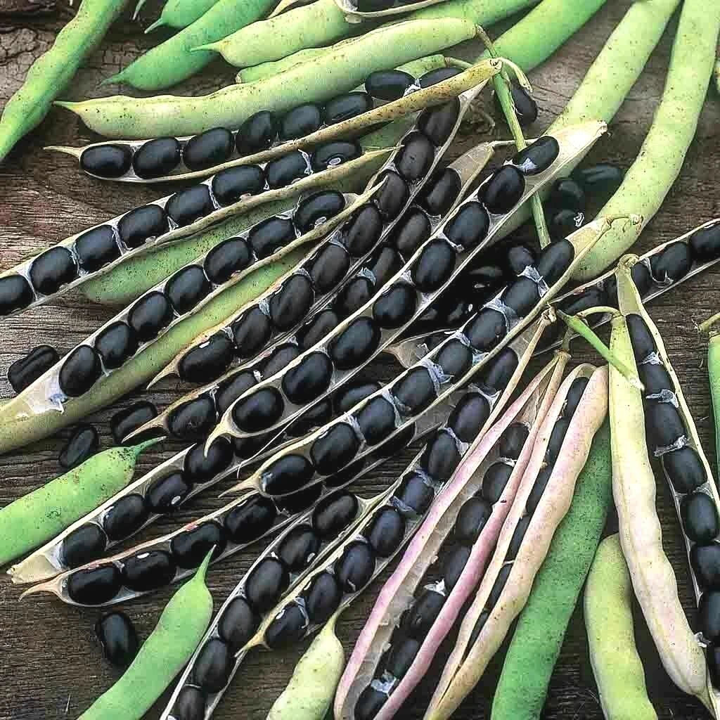 Black Valentine Bush Beans Seeds - 40+ Heirloom Vegetable Seeds for Container Gardening