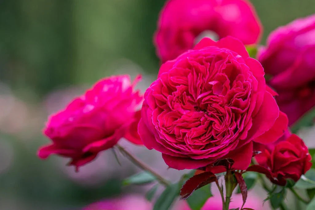 Super Rare Rouge Royal Red Rose Cuttings – Grafting or Rooting – Rosa 'Rouge Royal' – Deep Red Blooms, Fragrant, Collector’s Variety