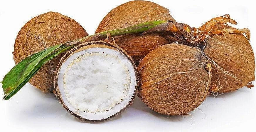 Sprouted Coconut Fruit - Organic Costa Rican Cocos nucifera, Tropical Flavor, Certified Fresh, Exotic Landscaping or Indoor Plant