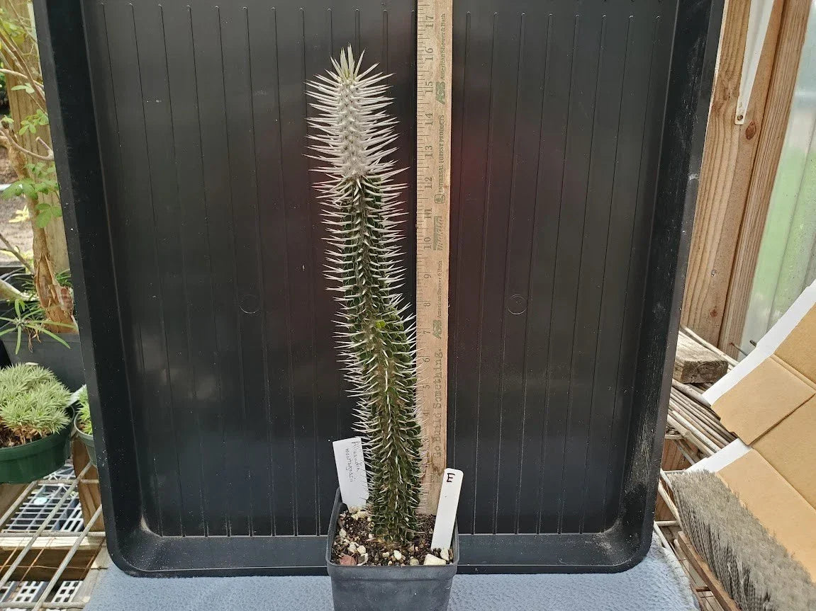Alluaudia montagnacii Succulent Plant – Rare Madagascar Native – Unique Architectural Cactus for Collectors