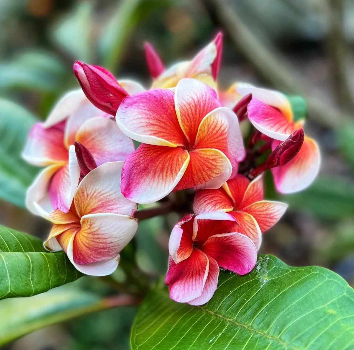 Plumeria Cutting 1 Grow Tip Tropical Flowering Plant Fragrant Plumeria spp.