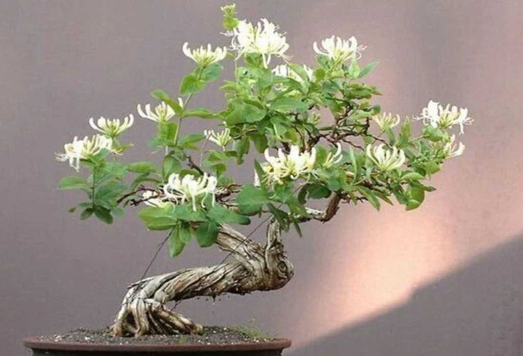 Honey Suckle Plant Rooted Cuttings 4-Pack for Bonsai, Lonicera spp., Fragrant Vines & Shrubs
