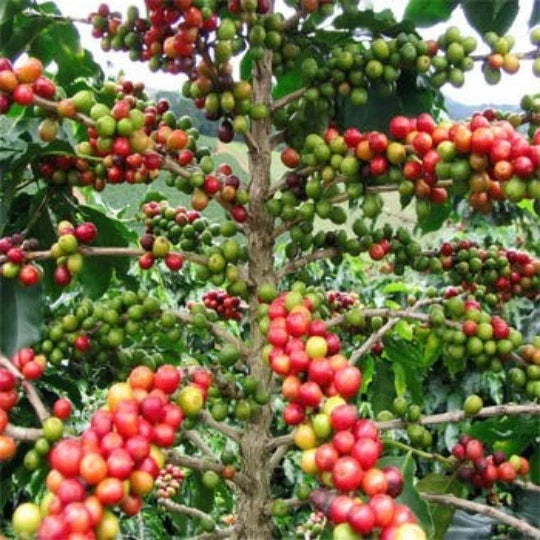 Organic Coffee Seeds - Coffea Arabica Nana Dwarf Houseplant Seeds, 5 Pack