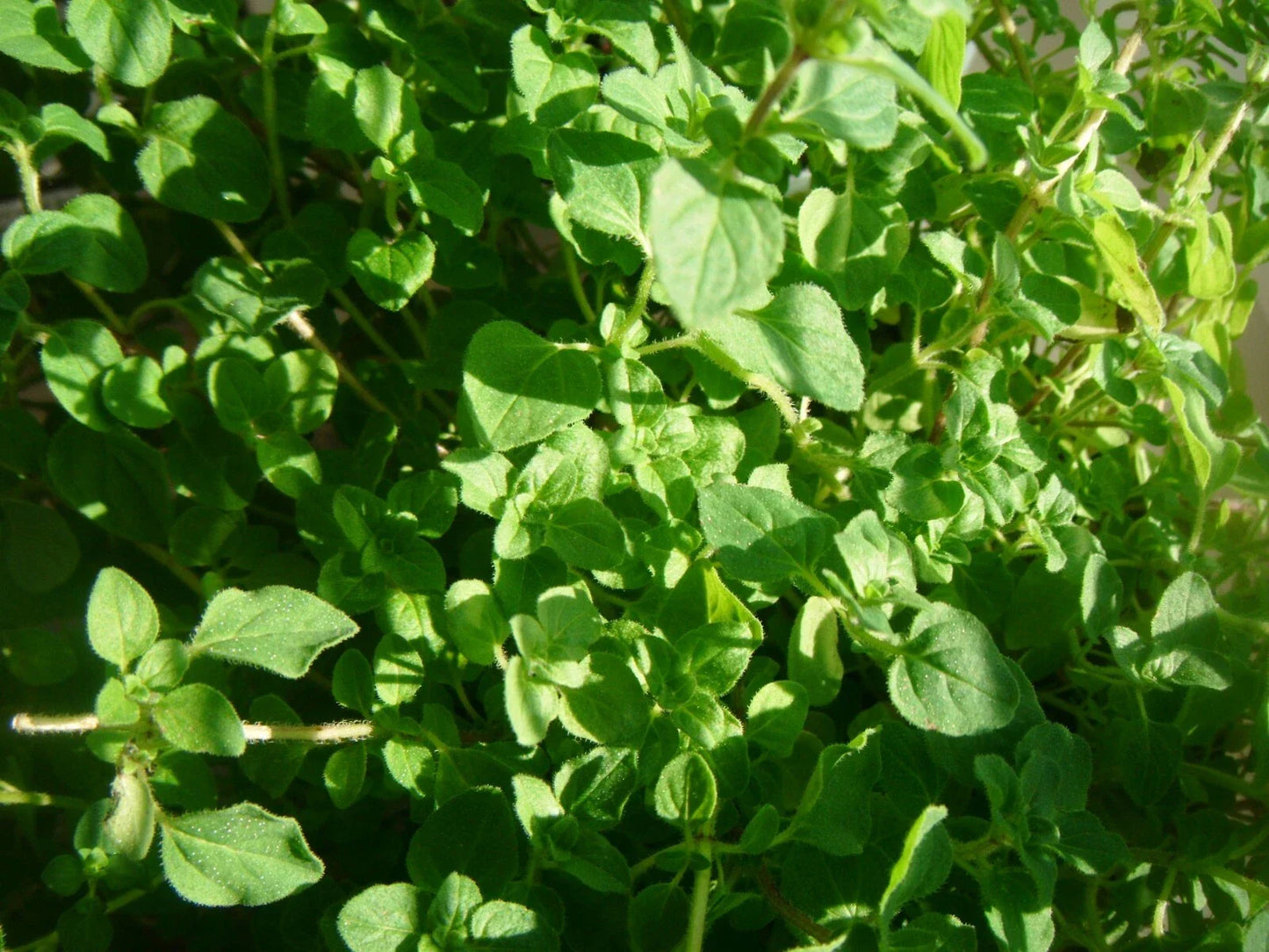 Thyme Herb Seeds - 1000 Count - Common Variety (Thymus vulgaris) - Culinary Herb for Gardens and Containers