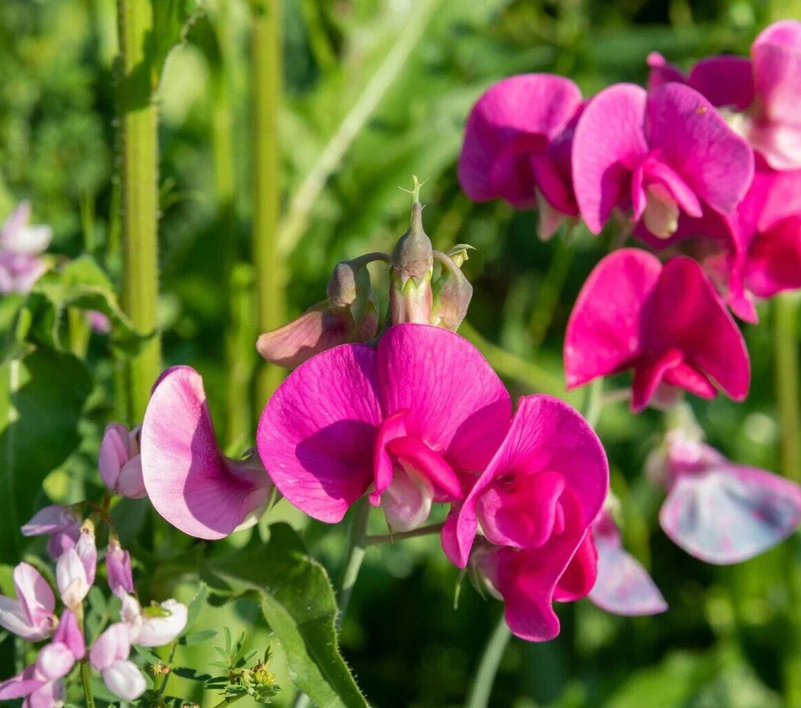 Polygala Myrtifolia Live Plant Cuttings – 6" Sweet Pea Bush, Ornamental Flowering Shrub, Drought-Tolerant, Pollinator Attracting
