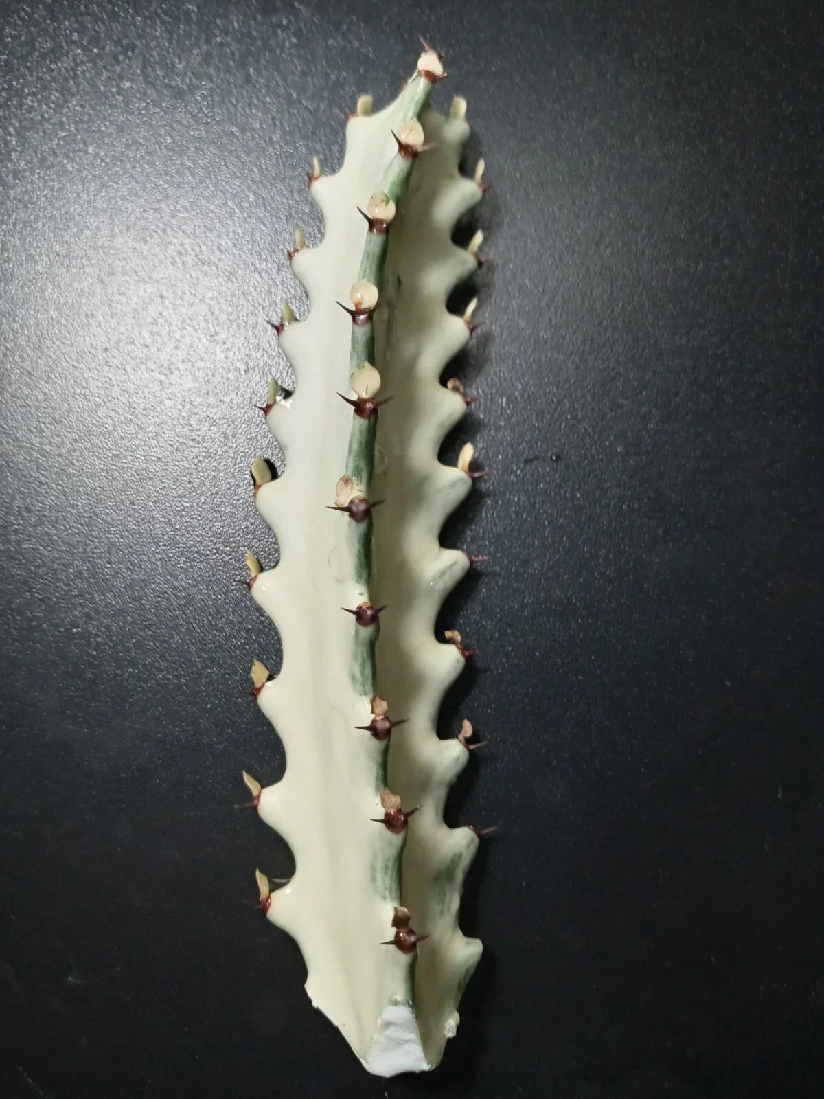 Euphorbia Lactea Starter Cactus 5" Tall Dragon Bones Succulent for Indoor & Outdoor Decor