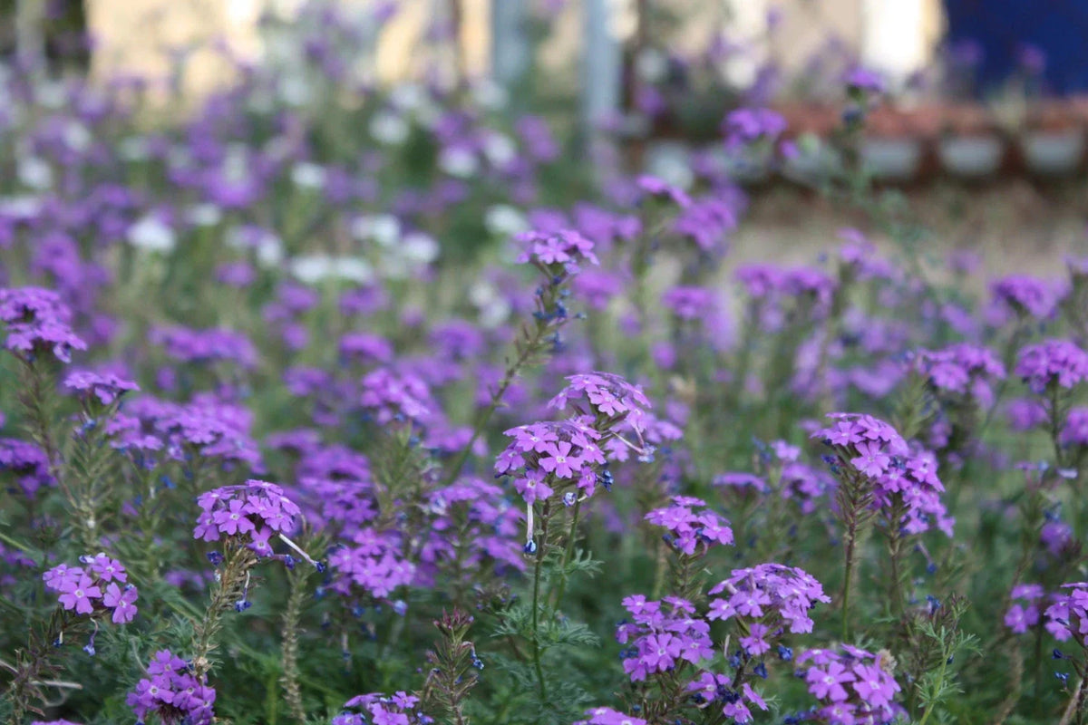 Moss Verbena Seeds - Perennial Ground Cover with Purple Flowers - Verbena bonariensis - Drought Tolerant, Low Maintenance, Full Sun