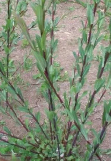 Dark Dicks Willow Cuttings - Basket Willow Salix Purpurea for Garden