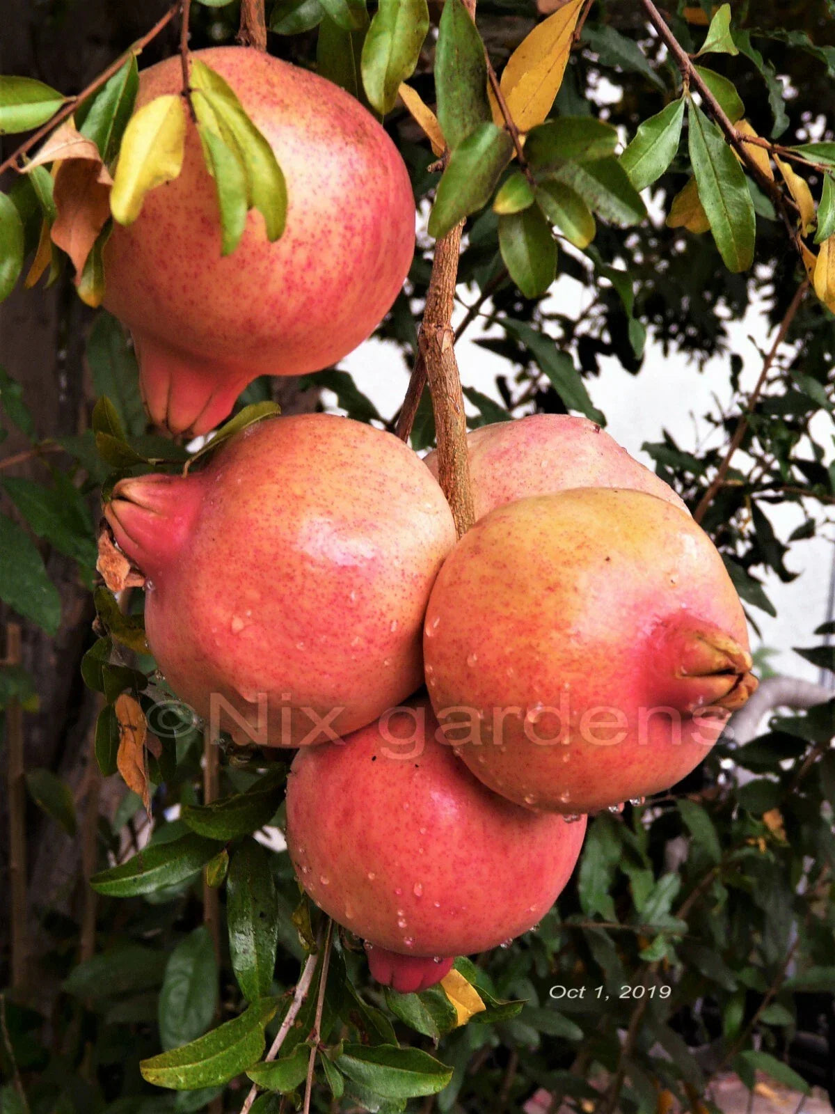 Pomegranate Tree Cuttings – 3 Fresh Propagation Cuttings – Sweet Variety – Punica granatum