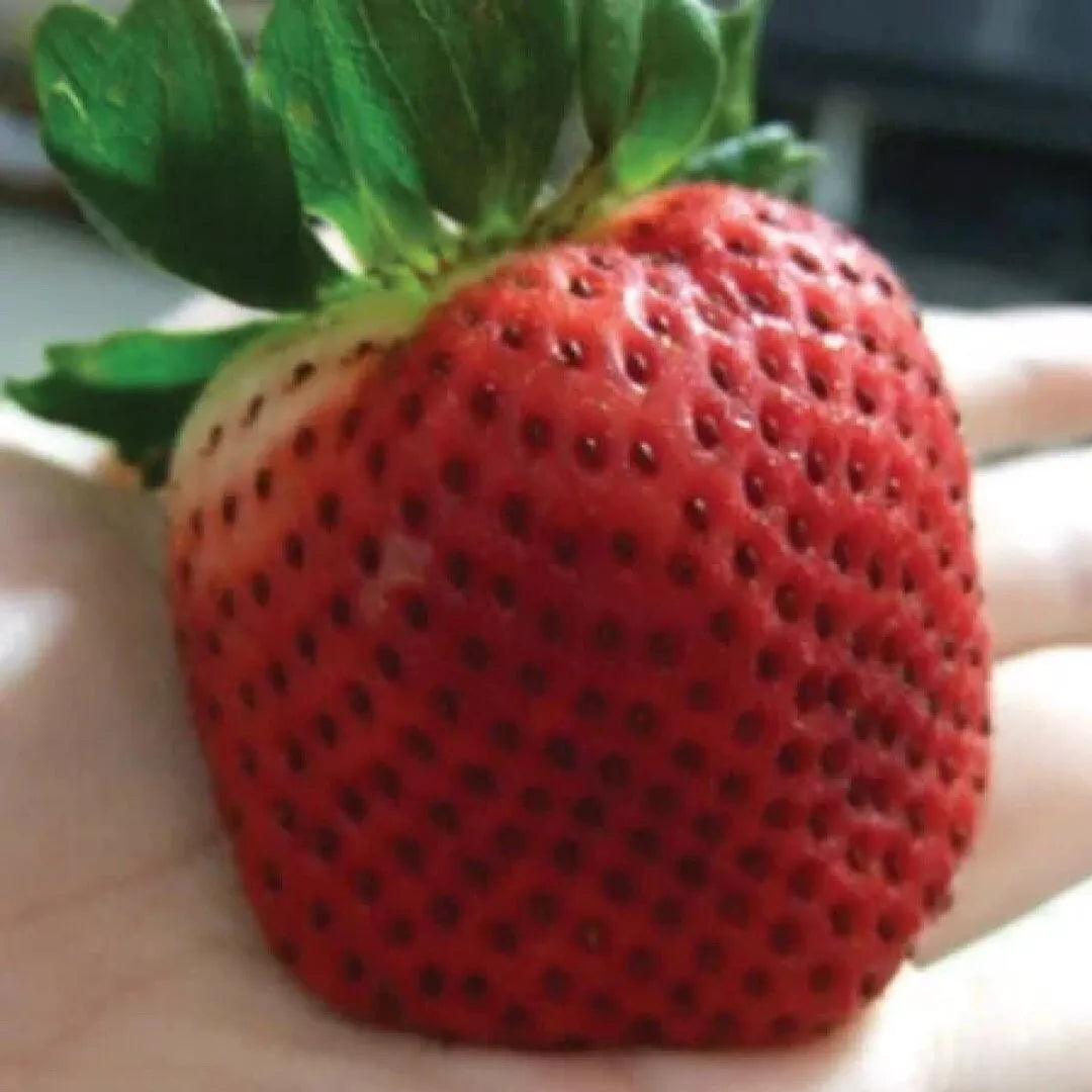 Giant Strawberry Seeds 10 | Junebearing Fragaria spp. | Large Juicy Berries for Garden & Container
