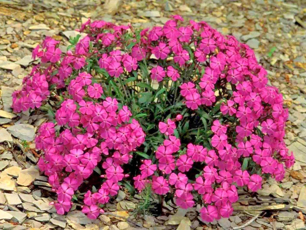 CATCHFLY Flower Seeds 1000+ None So Pretty Native Wildflower for Patio Containers, Easy to Grow, Silene laciniata