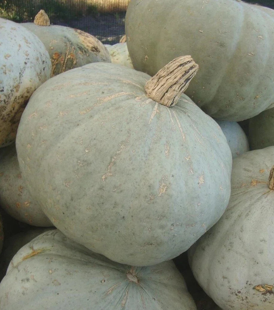 Sweetmeat Winter Squash Seeds – Heirloom Cucurbita maxima for Bountiful Fall Harvest, Organic, Non-GMO, Vining, 20 Seeds