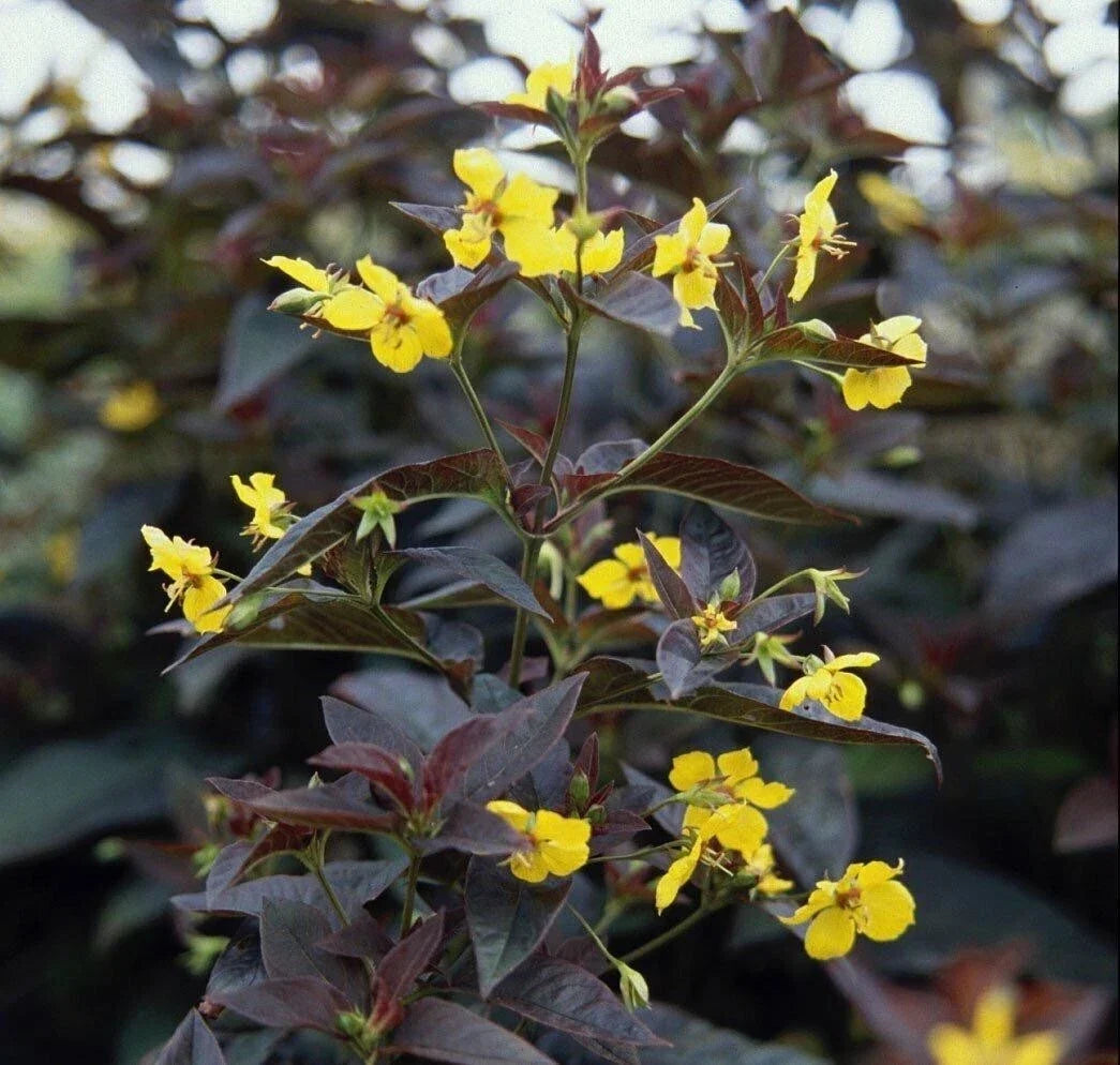 Firecracker Loosestrife Plants - 4 Bareroot Lysimachia spp. Hummingbird Attractors, Perennial, Red Flowers