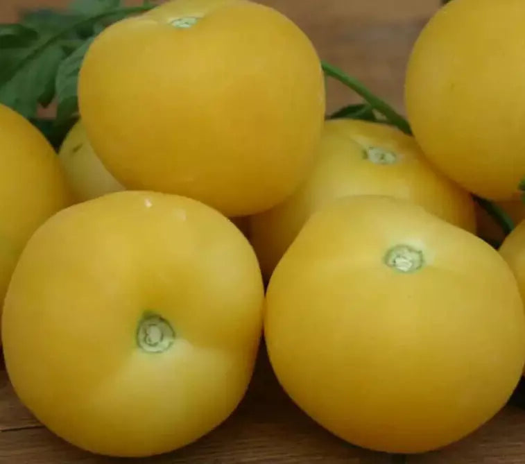 Garden Peach Tomato Seeds - 50+ Indeterminate Heirloom Vegetable Seeds for Salad & Slicing Solanum lycopersicum