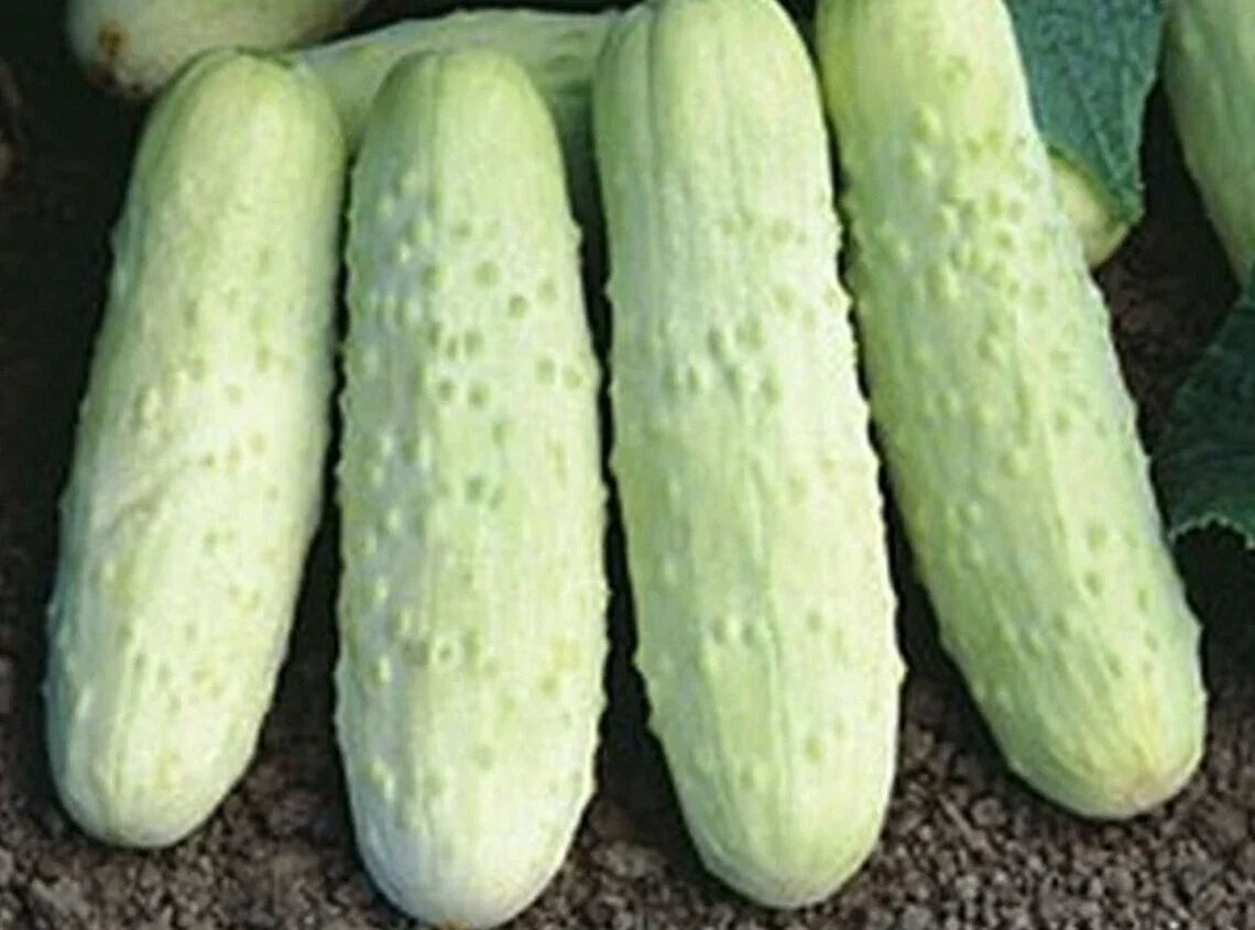 White Wonder Cucumber Seeds - Organic Heirloom Non-GMO, 100+ Cucumis sativus, Crisp White Skinned Cucumbers for Salad & Pickling
