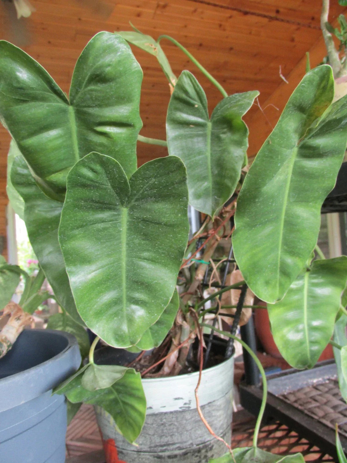 Arrowhead Philodendron Rooted Cuttings - Large Leaf, Philodendron hastatum, Indoor Plant, Tropical Foliage, Easy Care