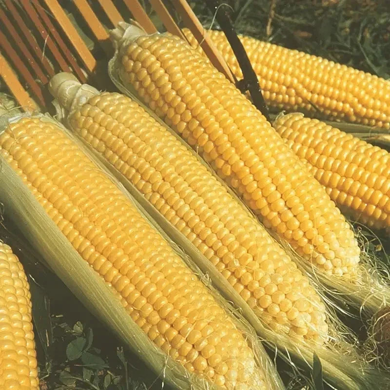 Kandy Korn Sweet Corn Seeds - Early Hybrid, High Sugar Content, Zea mays