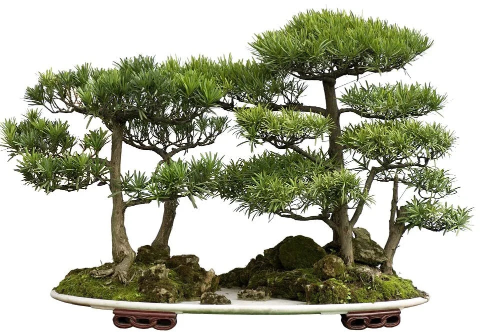 Bonsai Tree Seeds - Western Red Cedar - 30 Seeds - Thuja plicata - Ideal for Beginners and Gardening Enthusiasts