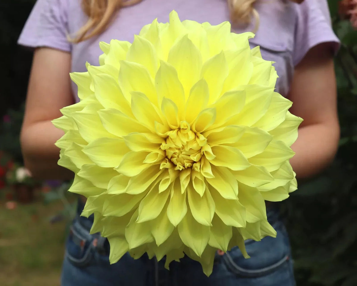 Kelvin Floodlight Dinnerplate Dahlia Tuber, 10 Inch Colorful Blooms, Dahlia pinnata Garden Planting, Bright Flowering Bulb
