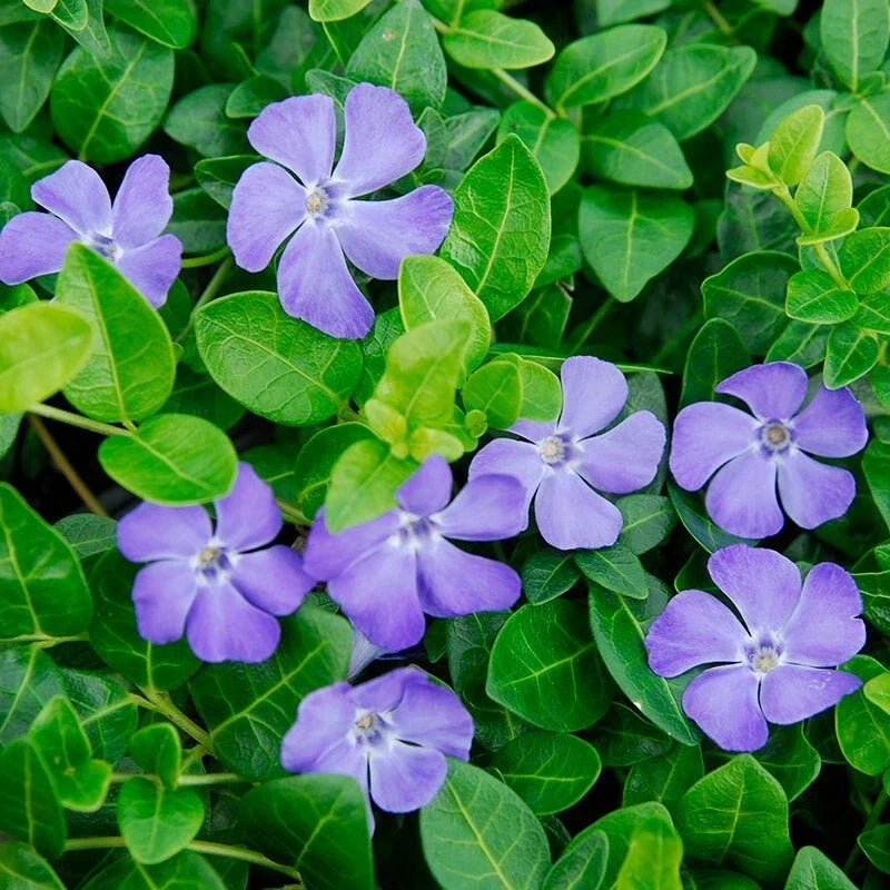 Vinca Minor Vine | 4" Potted Groundcover Plant | Periwinkle with Purple Flowers | Live Evergreen Plant