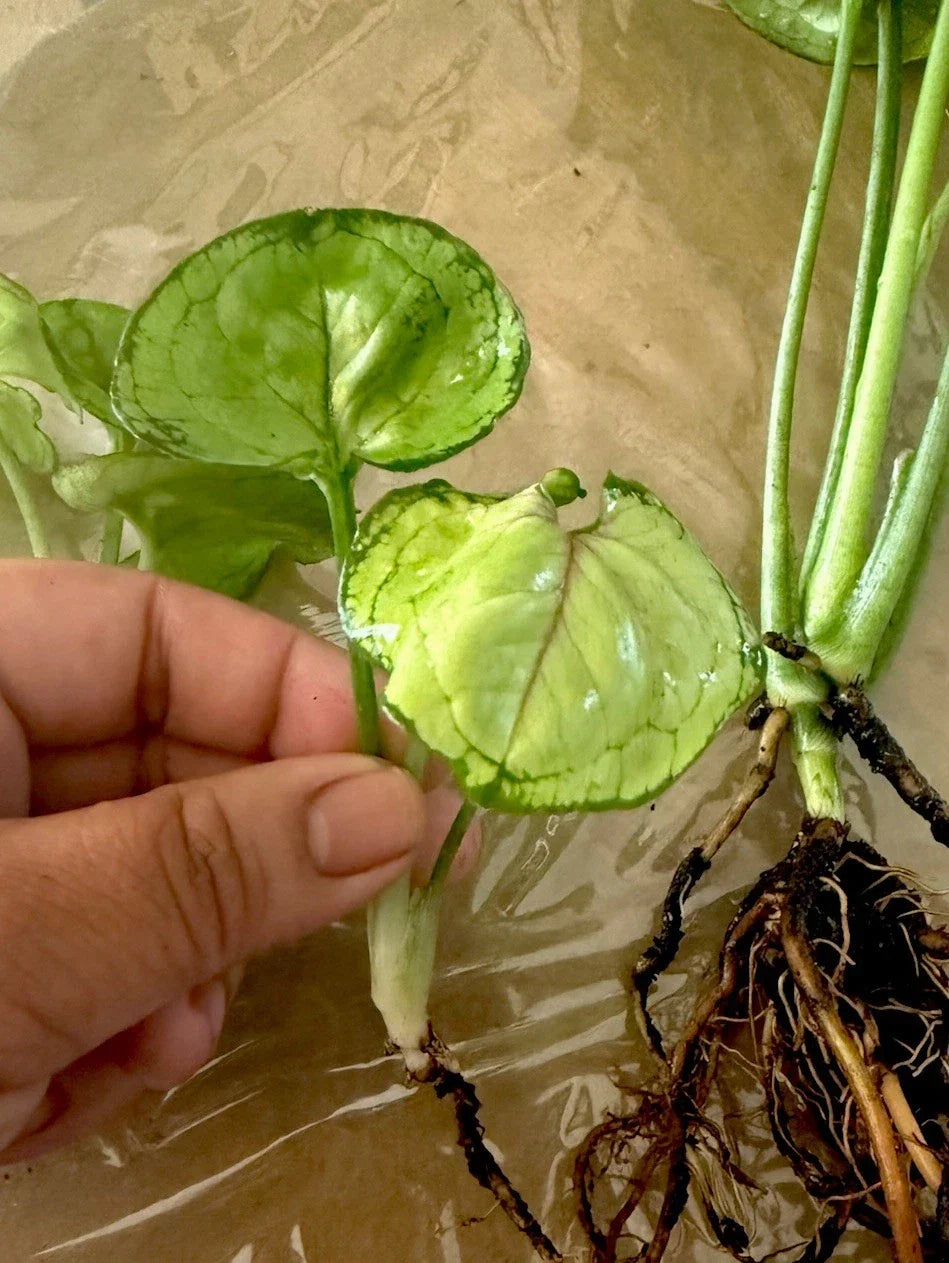 Syngonium 'Berry Allusion' Rooted Cutting - Indoor Houseplant, Variegated Foliage, Easy Care, Syngonium podophyllum