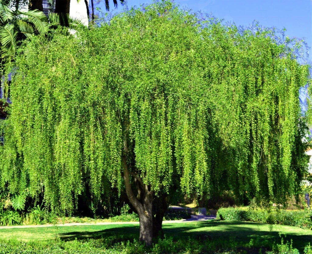 Weeping Green Shower Tree Seeds - Rare Willow-Like Variety, Maytenus boaria - Unique Garden Plant Seeds