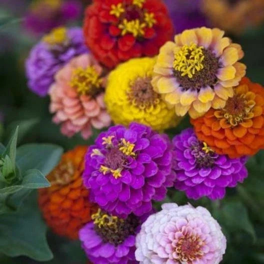 Dwarf Zinnia Seeds - Heirloom Container Mix, 200 Non-GMO Seeds, 6 Colors, Zinnia elegans for Gardens & Pots
