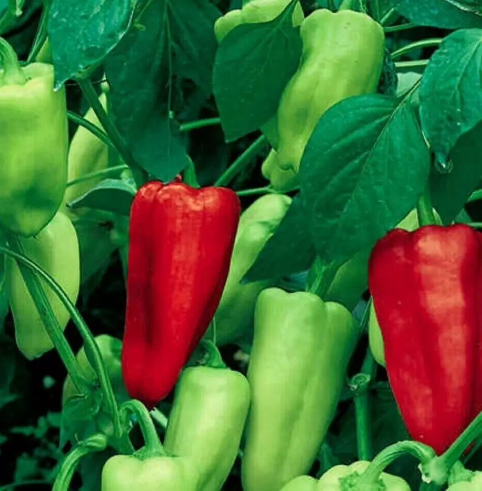 Sweet Pepperoncini Seeds 30+ Heirloom Non-GMO Organic Capsicum Annuum Full Sun