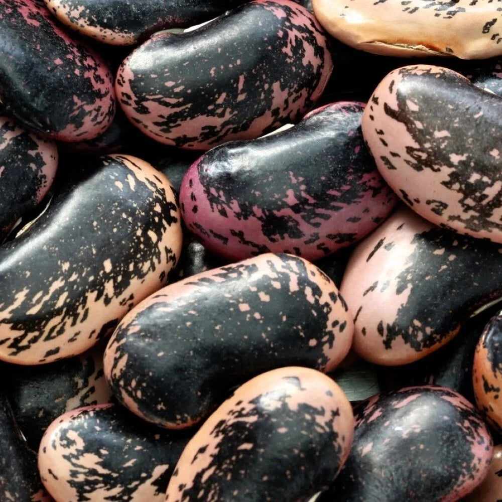 Scarlet Runner Bean Seeds, Non-GMO, Climbing Vine, Phaseolus coccineus, Bright Red Flowers, Edible Pods, Garden Seeds