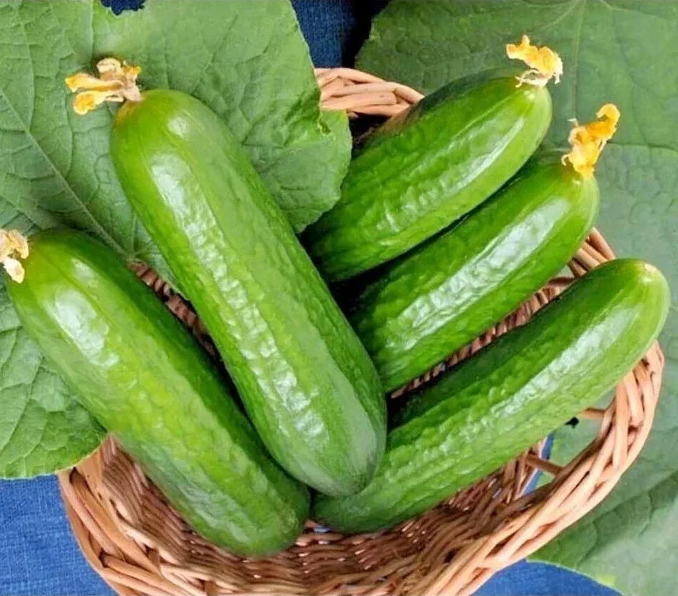 Organic Muncher Cucumber Seeds - Heirloom Non-GMO Cucumis sativus for Fresh Eating & Pickling