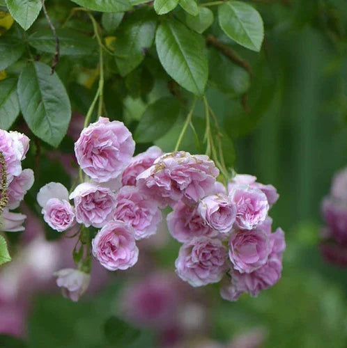 Live Climbing Rose Plant - 3-6 Inches Pink Rambler Rosa multiflora, Fragrant, Easy to Grow, Low Maintenance, Bare Root