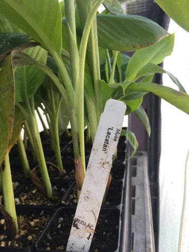 Musa Lacatan Banana Plant - Live Plant - Philippine Sweet Cavendish Variety - Tropical Fruit Tree for Zones 8-11