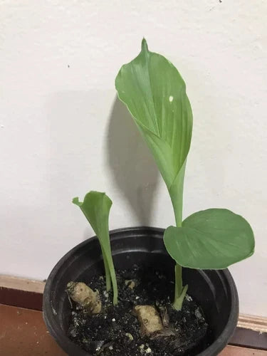 Rare White Turmeric Live Plant 5-10 Inches Curcuma Zeodaria Flowering Ginger Root for Garden & Health