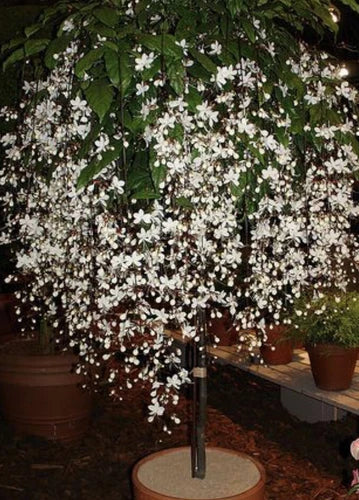 Clerodendrum Wallichii Bridal Veil Starter Plant - Rare White Blooms, Hummingbird-Friendly, Well-Rooted, USA Grown