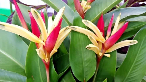 Potted Parrot's Beak Plant Heliconia Psittacorum Vibrant Red Yellow Flowers Tropical Live Plant