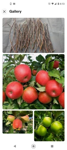 Apple Tree Cuttings 6+1 Free Organic Grafting Scions Pink Lady Fuji Golden Malus domestica