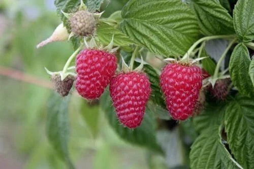Live Tulameen Red Raspberry Starter Plant – Self-Pollinating, High Yield, Extra-Large Berries, Zones 5-9