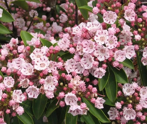Pink Mountain Laurel Live Plant Bare Root – Kalmia latifolia, All-Natural, 1 Ft, Pink Flowers, Hardy Garden Shrub