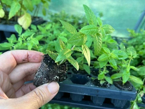 Lemon Verbena Starter Plant Plug - Aloysia citriodora - Fragrant Culinary Herb for Gardening & Aromatherapy