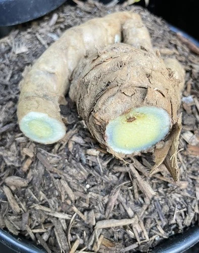 Black Turmeric Roots for Planting - Curcuma caesia, Exotic Herb from Indonesia, 1 lb Organic Gardening Material