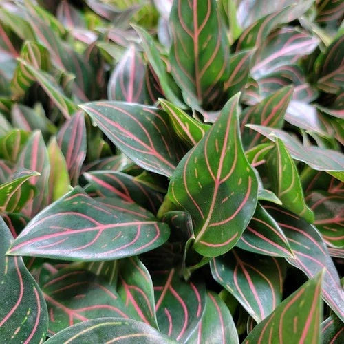 Aglaonema Tiger Live Plant in 3-Inch Pot | Rare Air Purifying Houseplant | Easy Care Tropical Foliage | Aglaonema commutatum