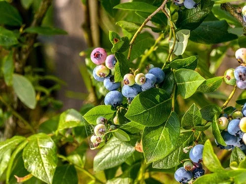 Sunshine Blue Blueberry Plant - Pint Pot - Vaccinium corymbosum - Self-Pollinating, Evergreen, High Yield, Container-Friendly
