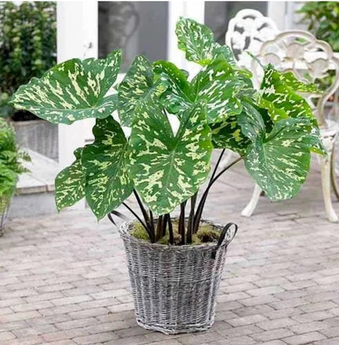 Alocasia Hilo Beauty Elephant Ear Plant - Small Rooted Starter with Variegated Foliage - Indoor Houseplant - Scientific Name Alocasia 'Hilo Beauty'